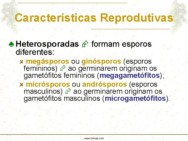 Características Reprodutivas ♣ Heterosporadas formam esporos diferentes: megásporos ou ginósporos (esporos femininos) ao germinarem