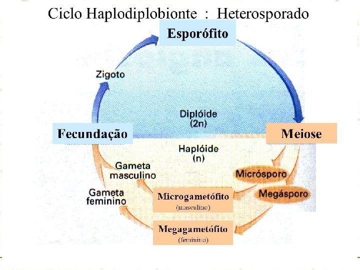 www. bioloja. com 