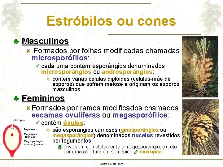 Estróbilos ou cones ♣ Masculinos Formados por folhas modificadas chamadas microsporófilos: ü cada uma