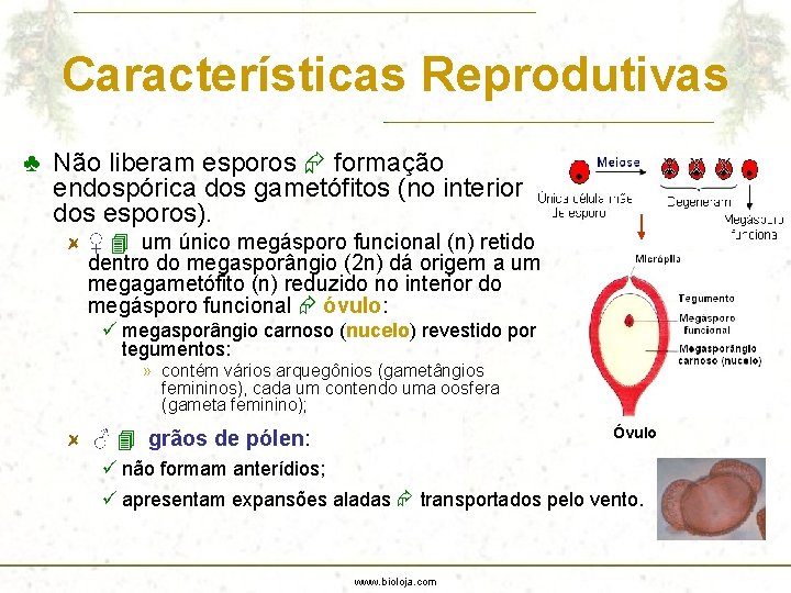 Características Reprodutivas ♣ Não liberam esporos formação endospórica dos gametófitos (no interior dos esporos).