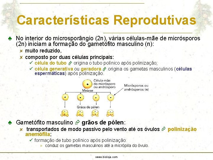 Características Reprodutivas ♣ No interior do microsporângio (2 n), várias células-mãe de micrósporos (2