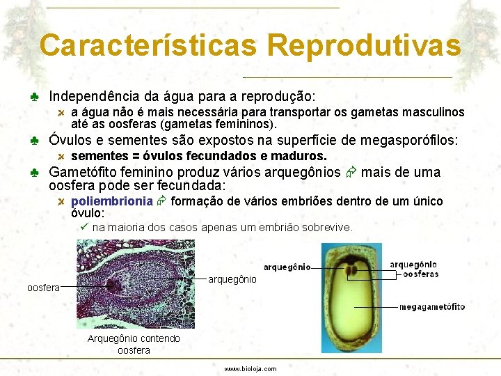 Características Reprodutivas ♣ Independência da água para a reprodução: a água não é mais