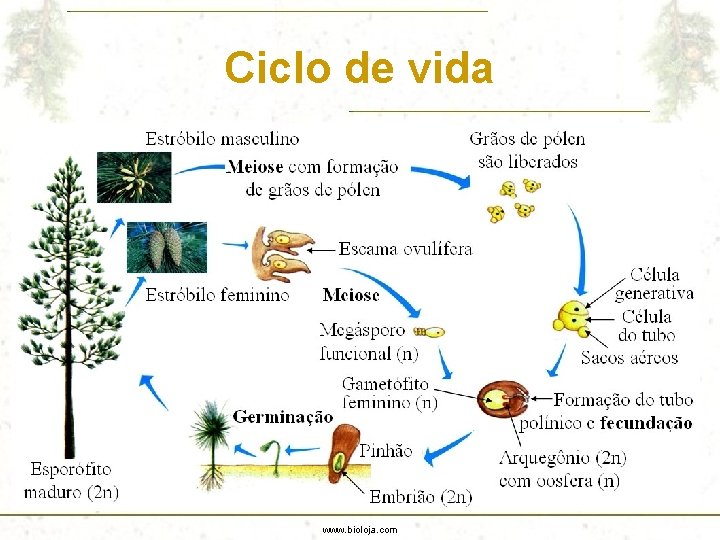 Ciclo de vida www. bioloja. com 