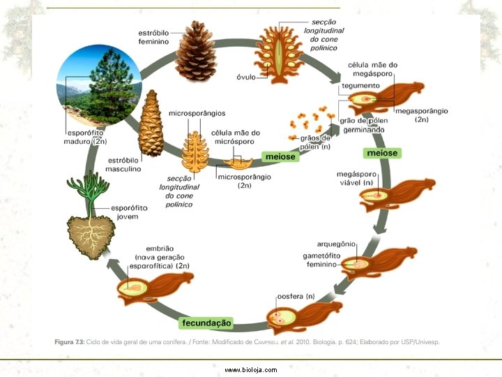 www. bioloja. com 