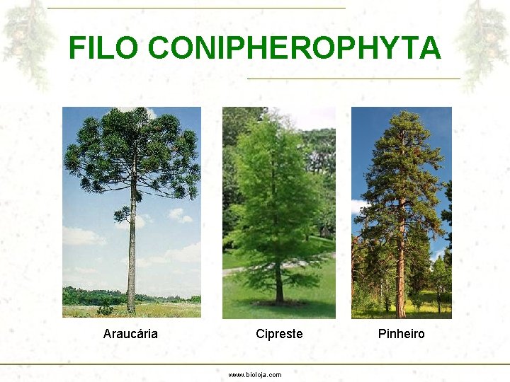 FILO CONIPHEROPHYTA Araucária Cipreste www. bioloja. com Pinheiro 