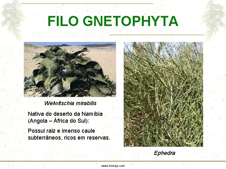 FILO GNETOPHYTA Welwitschia mirabilis Nativa do deserto da Namíbia (Angola – África do Sul):