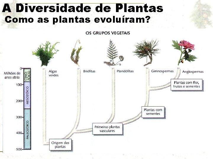 A Diversidade de Plantas Como as plantas evoluíram? 