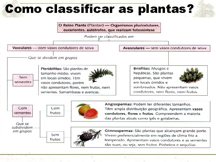 Como classificar as plantas? 