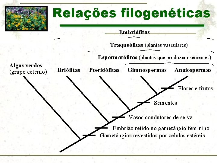 Relações filogenéticas Embriófitas Traqueófitas (plantas vasculares) Espermatófitas (plantas que produzem sementes) Algas verdes (grupo