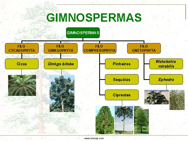 GIMNOSPERMAS FILO CYCADOPHYTA FILO GINKGOPHYTA Cicas Ginkgo biloba FILO CONIPHEROPHYTA Pinheiros Welwitshia mirabilis Sequóias