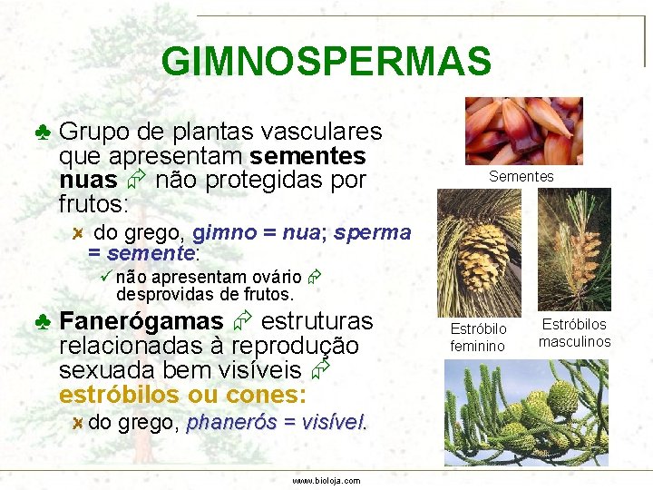 GIMNOSPERMAS ♣ Grupo de plantas vasculares que apresentam sementes nuas não protegidas por frutos: