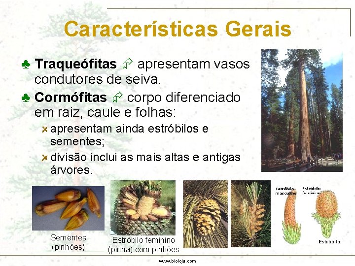 Características Gerais ♣ Traqueófitas apresentam vasos condutores de seiva. ♣ Cormófitas corpo diferenciado em