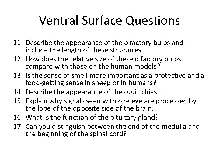 Ventral Surface Questions 11. Describe the appearance of the olfactory bulbs and include the