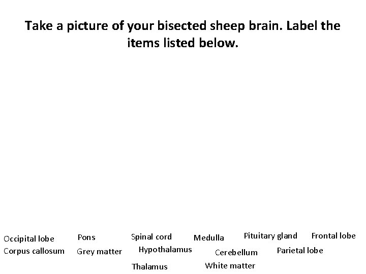Take a picture of your bisected sheep brain. Label the items listed below. Occipital