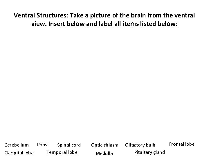 Ventral Structures: Take a picture of the brain from the ventral view. Insert below