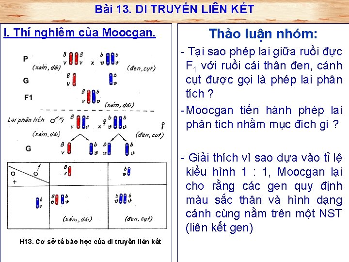 Bài 13. DI TRUYỀN LIÊN KẾT I. Thí nghiệm của Moocgan. Thảo luận nhóm: