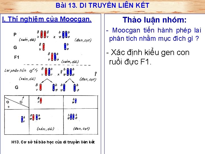 Bài 13. DI TRUYỀN LIÊN KẾT I. Thí nghiệm của Moocgan. Thảo luận nhóm: