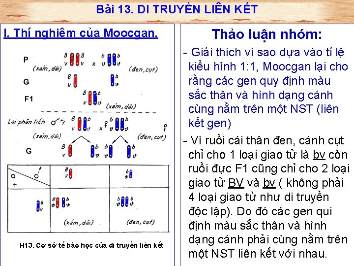 Bài 13. DI TRUYỀN LIÊN KẾT I. Thí nghiệm của Moocgan. H 13. Cơ