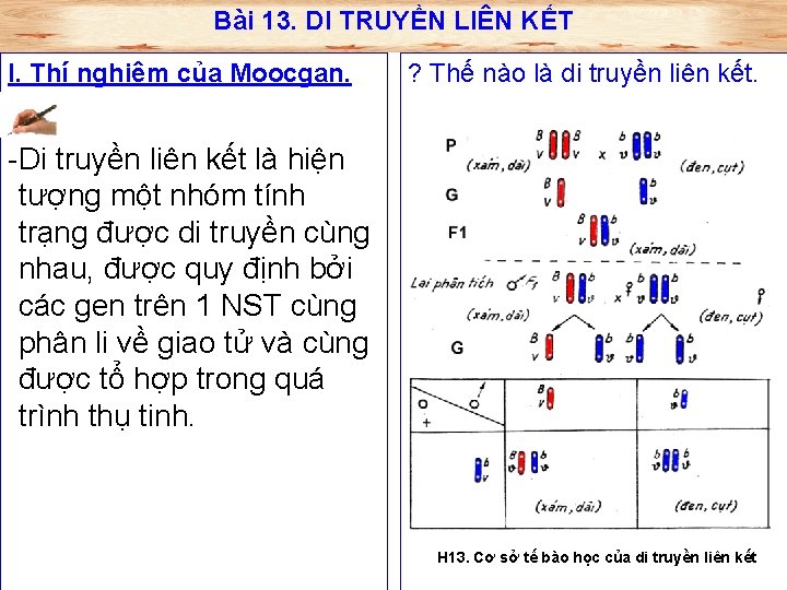 Bài 13. DI TRUYỀN LIÊN KẾT I. Thí nghiệm của Moocgan. ? Thế nào