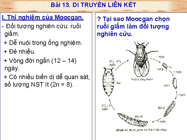 Bài 13. DI TRUYỀN LIÊN KẾT I. Thí nghiệm của Moocgan. - Đối tượng