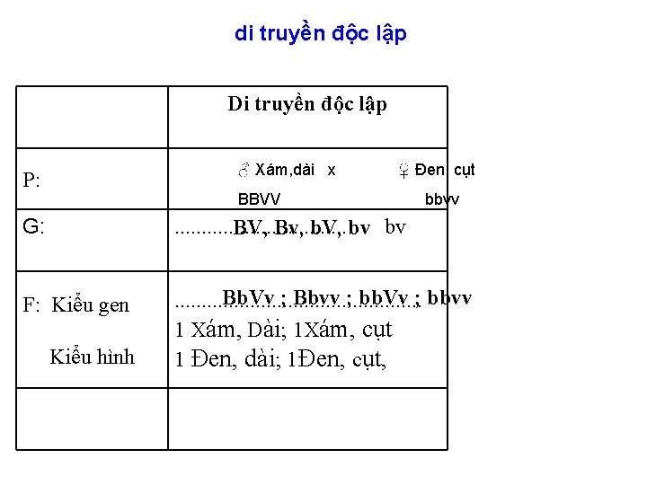 di truyền độc lập Di truyền độc lập P: ♂ Xám, dài x ♀