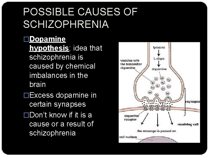 POSSIBLE CAUSES OF SCHIZOPHRENIA �Dopamine hypothesis: idea that schizophrenia is caused by chemical imbalances