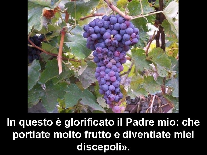 In questo è glorificato il Padre mio: che portiate molto frutto e diventiate miei In questo è glorificato il Padre mio: che portiate molto frutto e diventiate miei