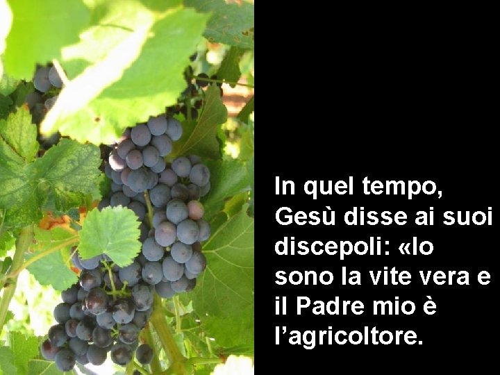 In quel tempo, Gesù disse ai suoi discepoli: «Io sono la vite vera e In quel tempo, Gesù disse ai suoi discepoli: «Io sono la vite vera e