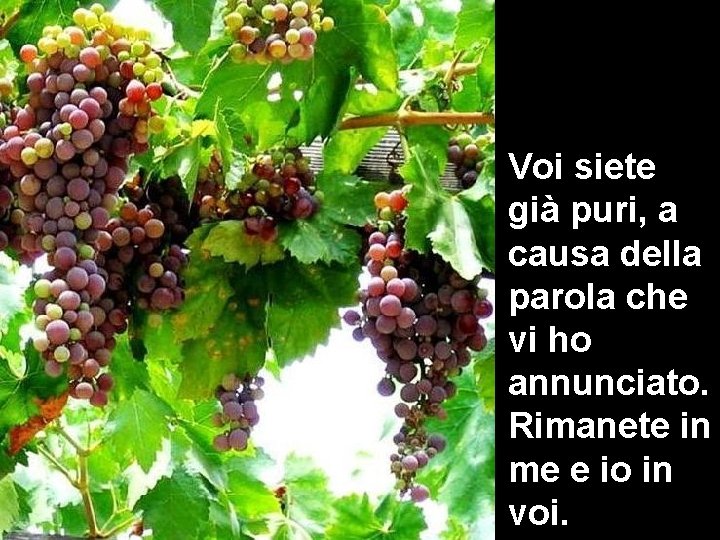Voi siete già puri, a causa della parola che vi ho annunciato. Rimanete in Voi siete già puri, a causa della parola che vi ho annunciato. Rimanete in