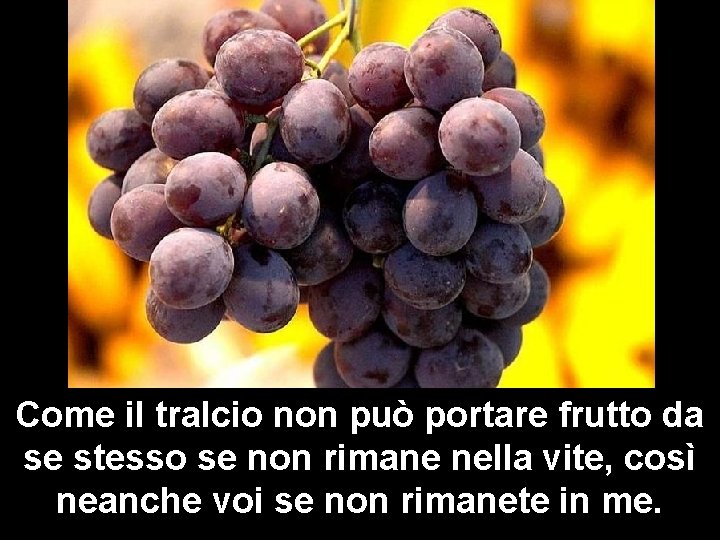Come il tralcio non può portare frutto da se stesso se non rimane nella Come il tralcio non può portare frutto da se stesso se non rimane nella