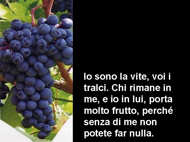 Io sono la vite, voi i tralci. Chi rimane in me, e io in Io sono la vite, voi i tralci. Chi rimane in me, e io in