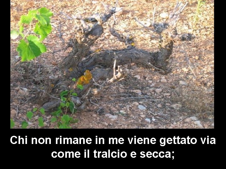 Chi non rimane in me viene gettato via come il tralcio e secca; Chi non rimane in me viene gettato via come il tralcio e secca;
