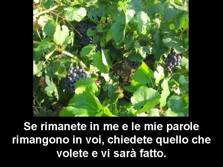 Se rimanete in me e le mie parole rimangono in voi, chiedete quello che Se rimanete in me e le mie parole rimangono in voi, chiedete quello che