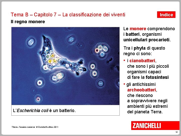 Tema B – Capitolo 7 – La classificazione dei viventi Indice Il regno monere