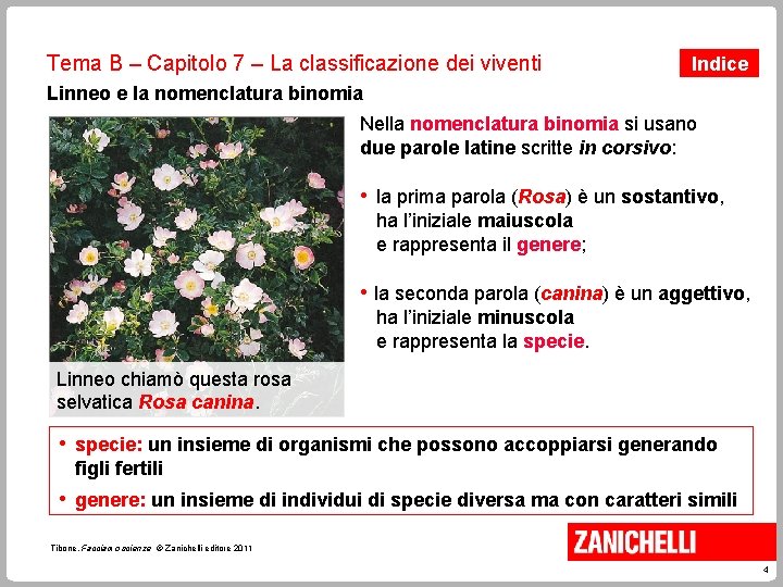 Tema B – Capitolo 7 – La classificazione dei viventi Indice Linneo e la