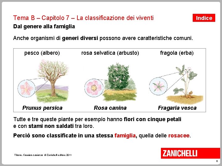 Tema B – Capitolo 7 – La classificazione dei viventi Indice Dal genere alla