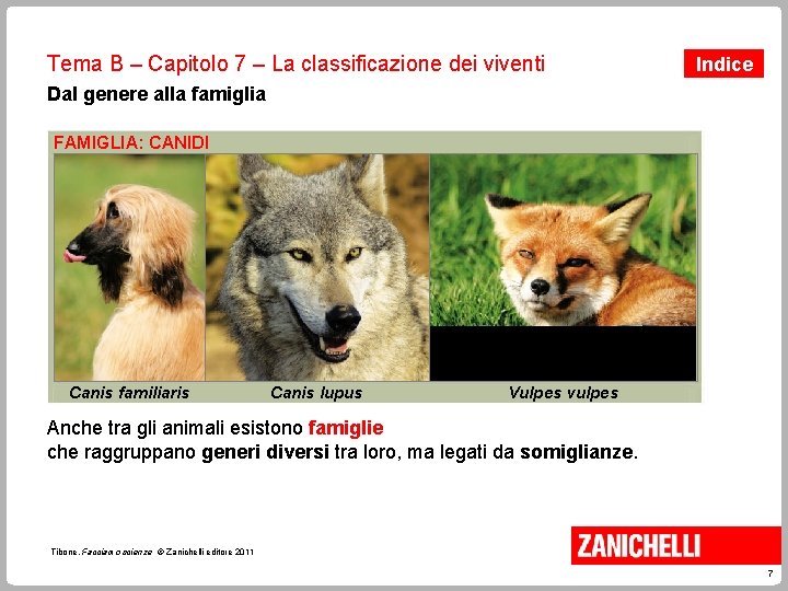 Tema B – Capitolo 7 – La classificazione dei viventi Indice Dal genere alla