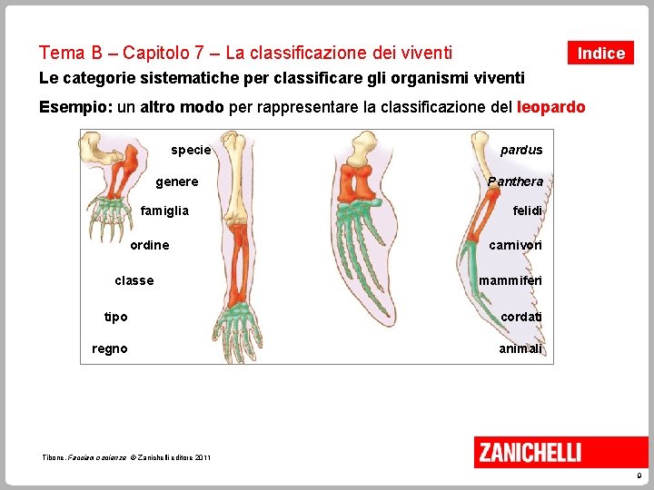 Tema B – Capitolo 7 – La classificazione dei viventi Indice Le categorie sistematiche
