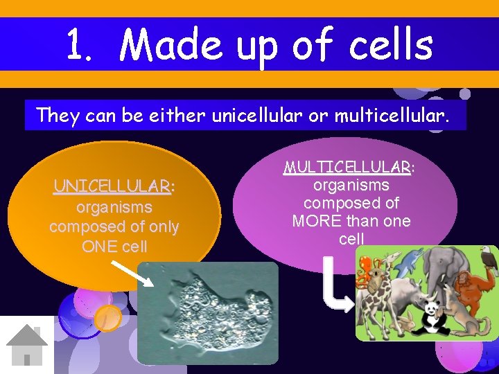 1. Made up of cells They can be either unicellular or multicellular. UNICELLULAR: organisms