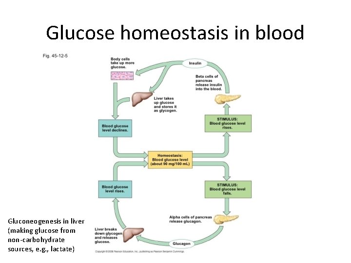 Glucose homeostasis in blood Gluconeogenesis in liver (making glucose from non-carbohydrate sources, e. g.