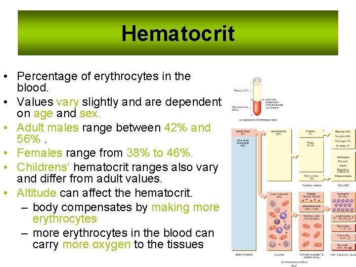Hematocrit • Percentage of erythrocytes in the blood. • Values vary slightly and are