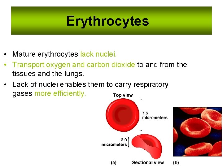 Erythrocytes • Mature erythrocytes lack nuclei. • Transport oxygen and carbon dioxide to and