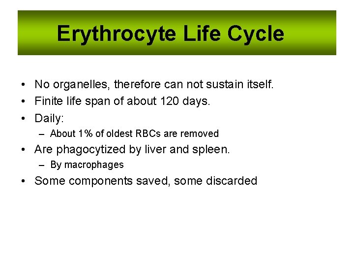 Erythrocyte Life Cycle • No organelles, therefore can not sustain itself. • Finite life