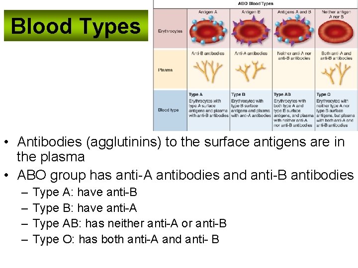 Blood Types • Antibodies (agglutinins) to the surface antigens are in the plasma •