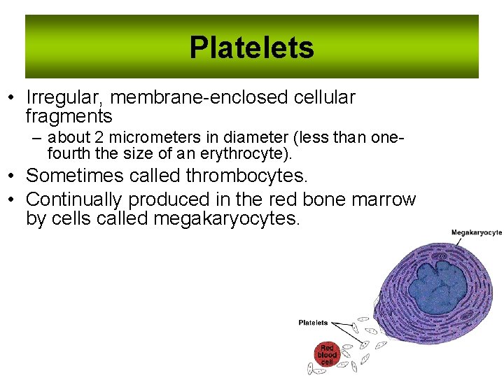 Platelets • Irregular, membrane-enclosed cellular fragments – about 2 micrometers in diameter (less than