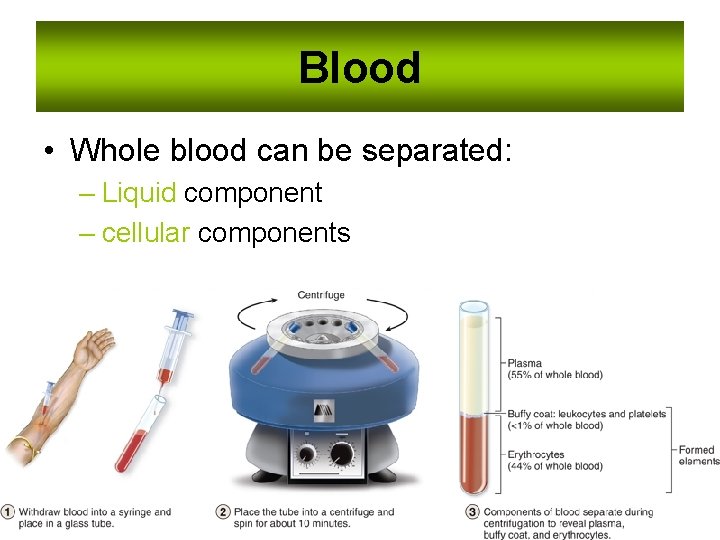 Blood • Whole blood can be separated: – Liquid component – cellular components 