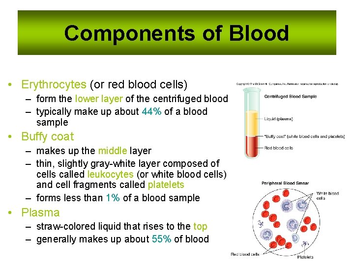Components of Blood • Erythrocytes (or red blood cells) – form the lower layer