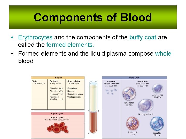 Components of Blood • Erythrocytes and the components of the buffy coat are called