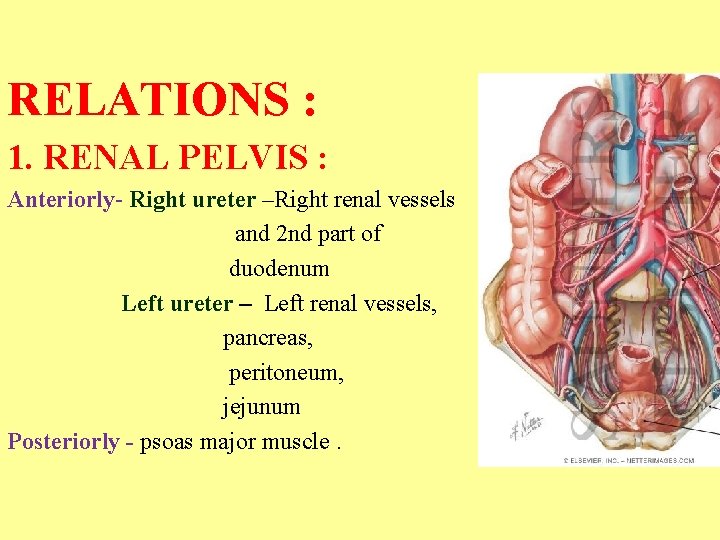 RELATIONS : 1. RENAL PELVIS : Anteriorly- Right ureter –Right renal vessels and 2