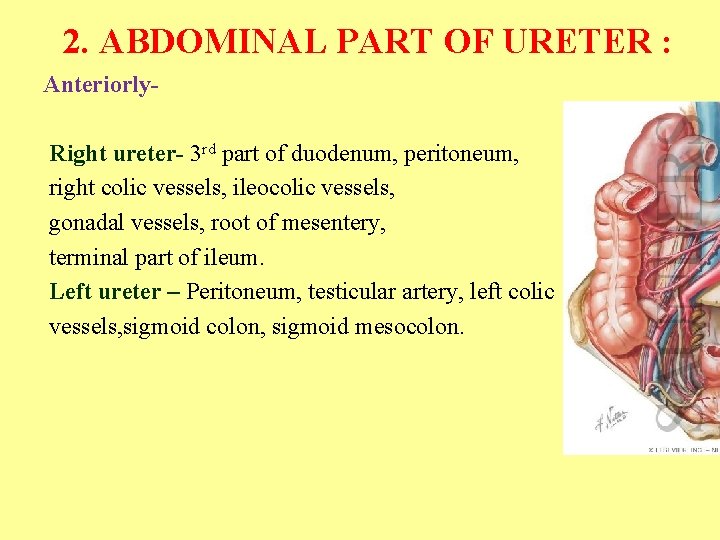 2. ABDOMINAL PART OF URETER : Anteriorly. Right ureter- 3 rd part of duodenum,
